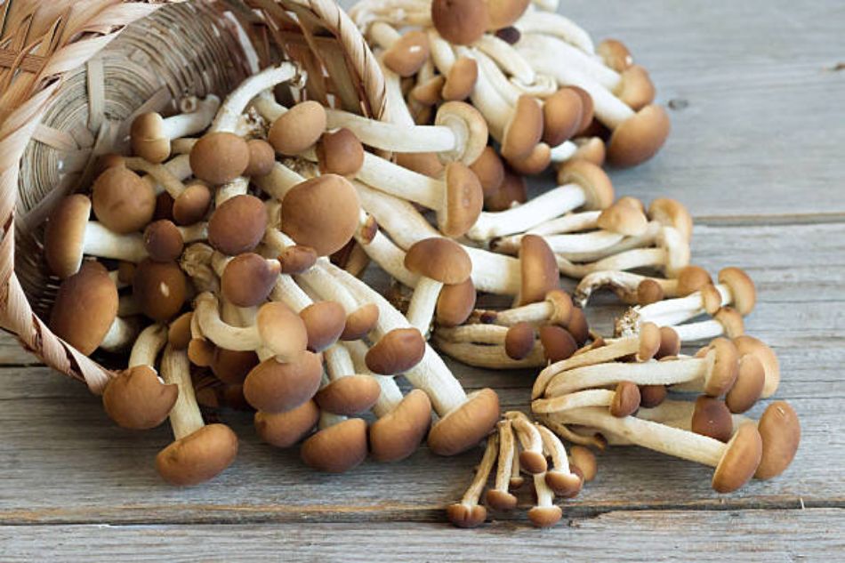 Funghi pioppini e ageritina: quando la ricerca incontra i funghi